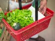 Close-up of a hand carrying a shopping basket filled with fresh greens in a market.